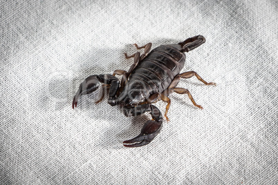 Photo of the dark alive scorpion