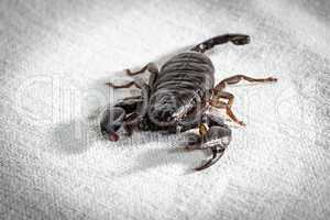 Photo of the alive scorpion on fabric