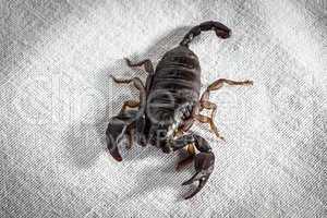 Image of the alive scorpion on fabric