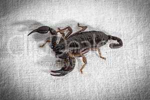 Photo of the dark alive scorpion on fabric