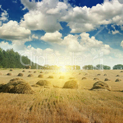 Field with Stacks of straw and sunrise
