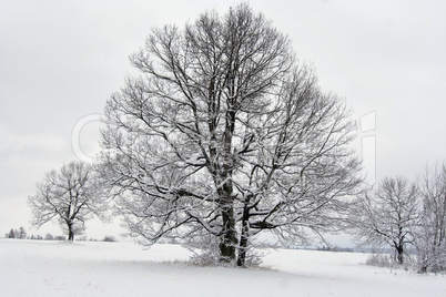 tree in winter