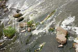 Rapid foaming river stream