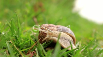 Burgundy snail (Helix pomatia) in the green grass