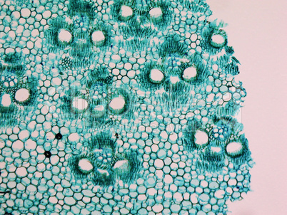 Bamboo stem micrograph
