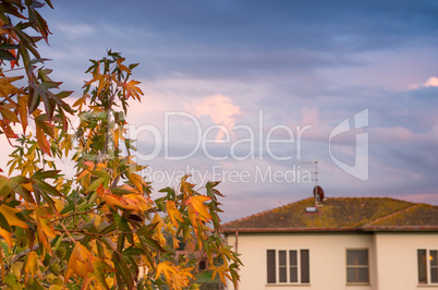 Autumn leaves with homes on background