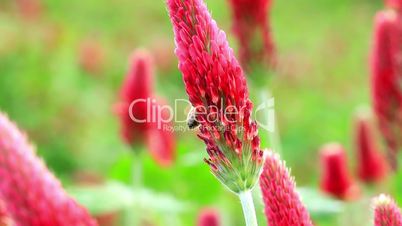 Crimson clover flower and bee