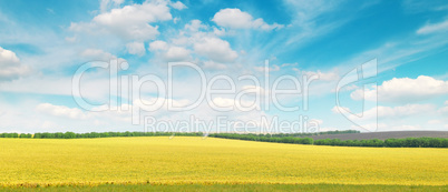 field and sky