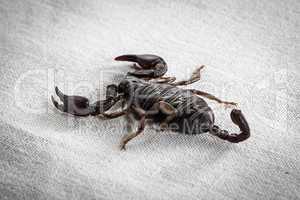 Photo of the scorpion on white