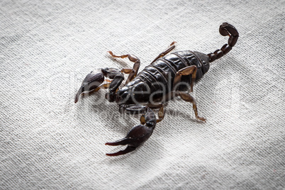 Photo of small scorpion