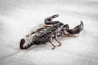 Photo of the scorpion from back