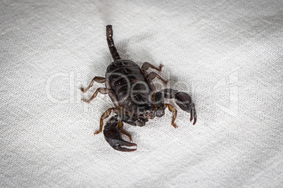 Photo of scorpion