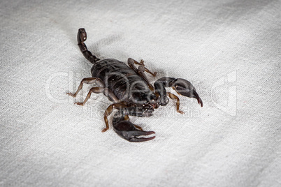 Photo of the scorpion