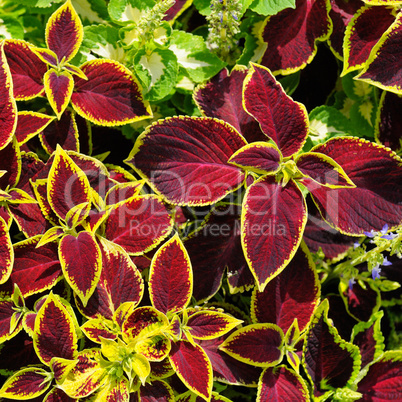 beautiful background of red geranium leaves