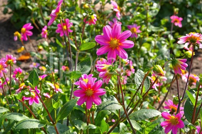 Dahlie Topmix Rosa - Dahlia Topmix Rosa 01