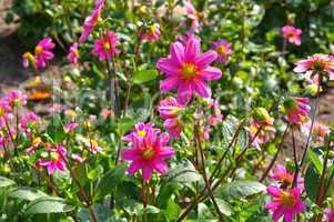 Dahlie Topmix Rosa - Dahlia Topmix Rosa 01