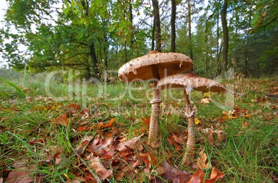 Riesenschirmpilz - Parasol mushroom 20