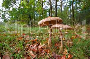 Riesenschirmpilz - Parasol mushroom 20