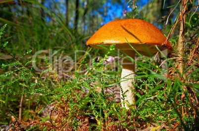 Rotkappe - red cap mushroom 10
