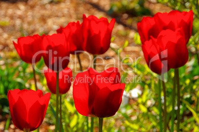 Tulpe rot - tulip red 28