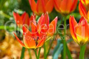 Wildtulpe - wild tulip 14