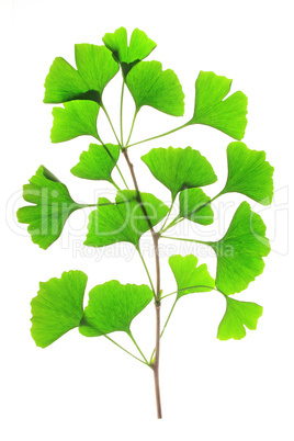 Ginkgo biloba