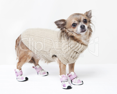 chihuahua mit Winterkleidung