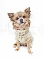 chihuahua mit Wollpullover