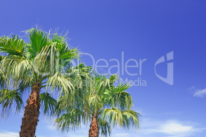 palm on background of blue sky