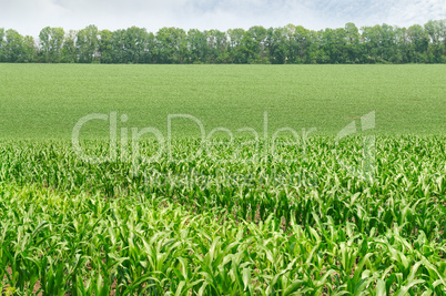 corn field with the young shoots