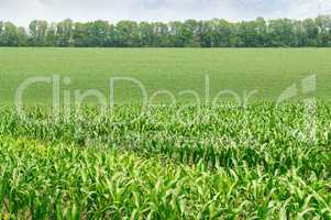 corn field with the young shoots