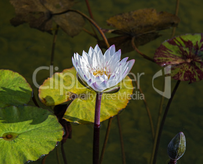 Beautiful photo of white lotus .