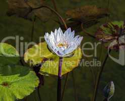 Beautiful photo of white lotus .