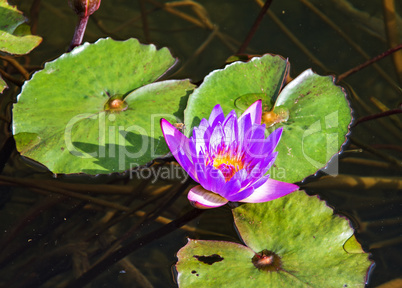 Beautiful photo of pink lotus .