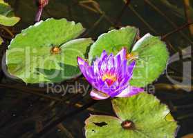 Beautiful photo of pink lotus .