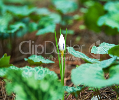 Crocus flowers.