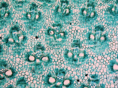 Bamboo stem micrograph