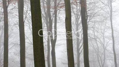 Laubbäume im Nebel