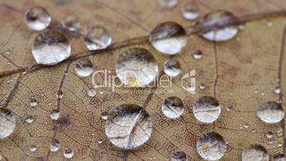 Eichenblatt mit Wassertropfen