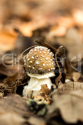 Mushroom