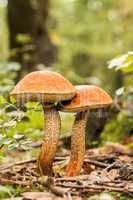 Edible mushrooms