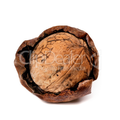 Crude walnut isolated on white background