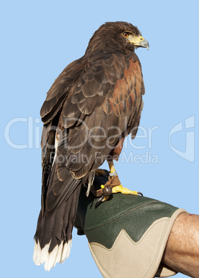 Adler vor blauem Himmel