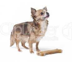 kleiner Chihuahua mit großem Knochen