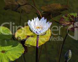 Beautiful photo of white lotus .