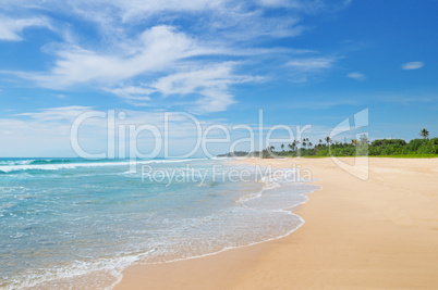 ocean and coconut palms on the shore