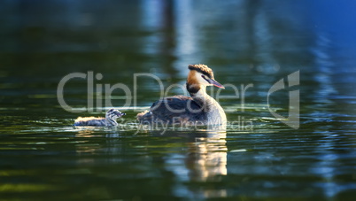 Crested grebe, podiceps cristatus, duck and baby