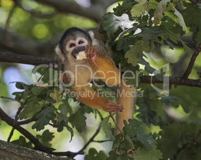 Common squirrel monkey, saimiri sciureus