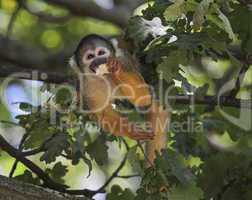 Common squirrel monkey, saimiri sciureus