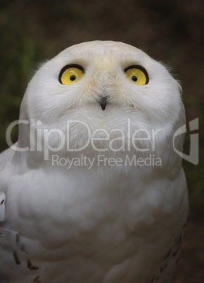 Snowy owl, bubo scandiacus, portrait